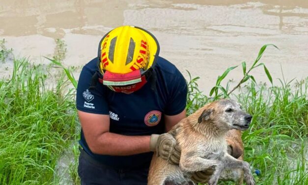 ¡BOMBEROS RESCATAN CON ÉXITO A DOS PERRITOS ATRAPADOS EN UN CANAL!
