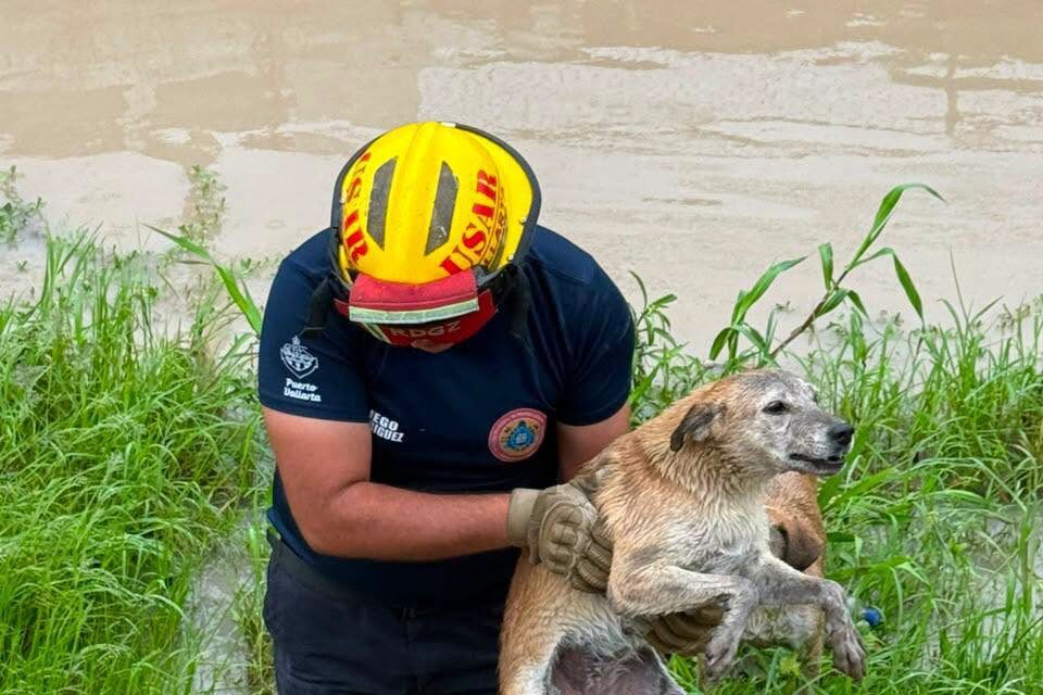 ¡BOMBEROS RESCATAN CON ÉXITO A DOS PERRITOS ATRAPADOS EN UN CANAL!