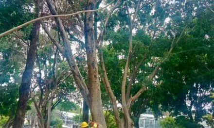 Gobierno de Nayarit realiza poda preventiva en La Loma para proteger a las familias