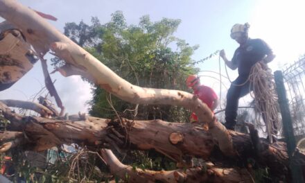 ¡ATENCIÓN XALISCO! SE REPORTA CAÍDA DE ÁRBOL Y SE RECOMIENDA EVITAR LA ZONA
