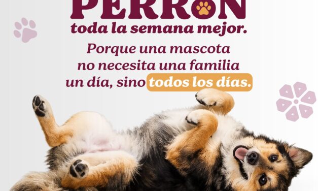 SABADO PERRON