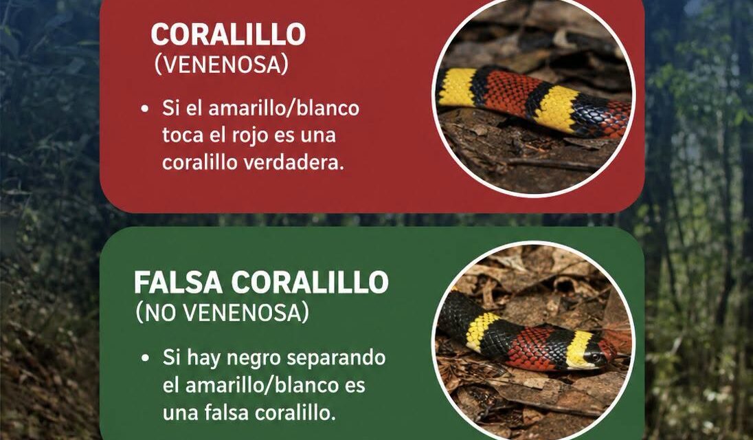 ¡APRENDE A DIFERENCIAR UNA CORALILLO DE UNA FALSA CORALILLO! TU SEGURIDAD ES PRIMERO