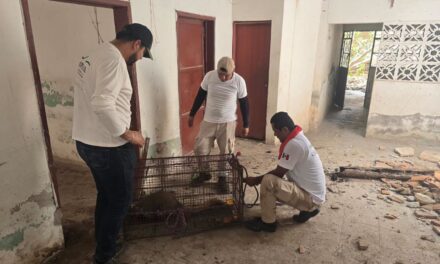 ¡RESCATAN Y LIBERAN TEJÓN DE FORMA SEGURA EN ACAPONETA!