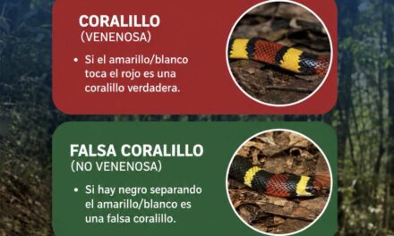 ¡APRENDE A DIFERENCIAR UNA CORALILLO DE UNA FALSA CORALILLO! TU SEGURIDAD ES PRIMERO