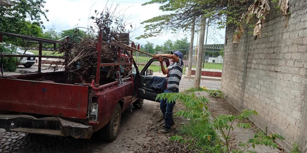 ¡REFUERZAN LA LIMPIEZA DE ACAPONETA CON RECOLECCIÓN DE RAMAS SECAS!