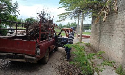 ¡REFUERZAN LA LIMPIEZA DE ACAPONETA CON RECOLECCIÓN DE RAMAS SECAS!