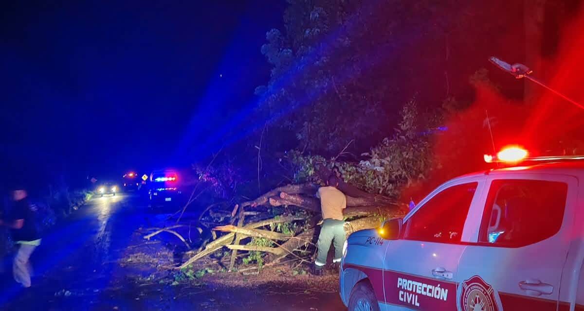 ¡SSPC ATIENDE ÁRBOL CAÍDO EN BAHÍA DE BANDERAS!