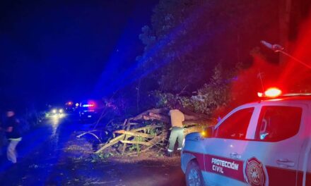 ¡SSPC ATIENDE ÁRBOL CAÍDO EN BAHÍA DE BANDERAS!