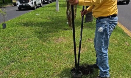 ¡TEPIC SE LLENA DE VIDA CON MÁS ARBORIZACIÓN URBANA!