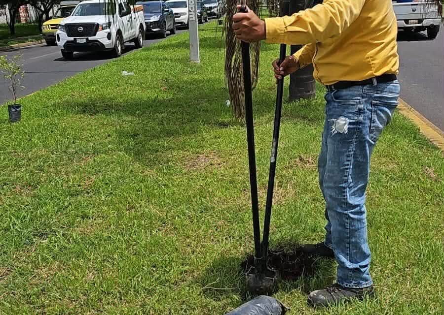 ¡TEPIC SE LLENA DE VIDA CON MÁS ARBORIZACIÓN URBANA!
