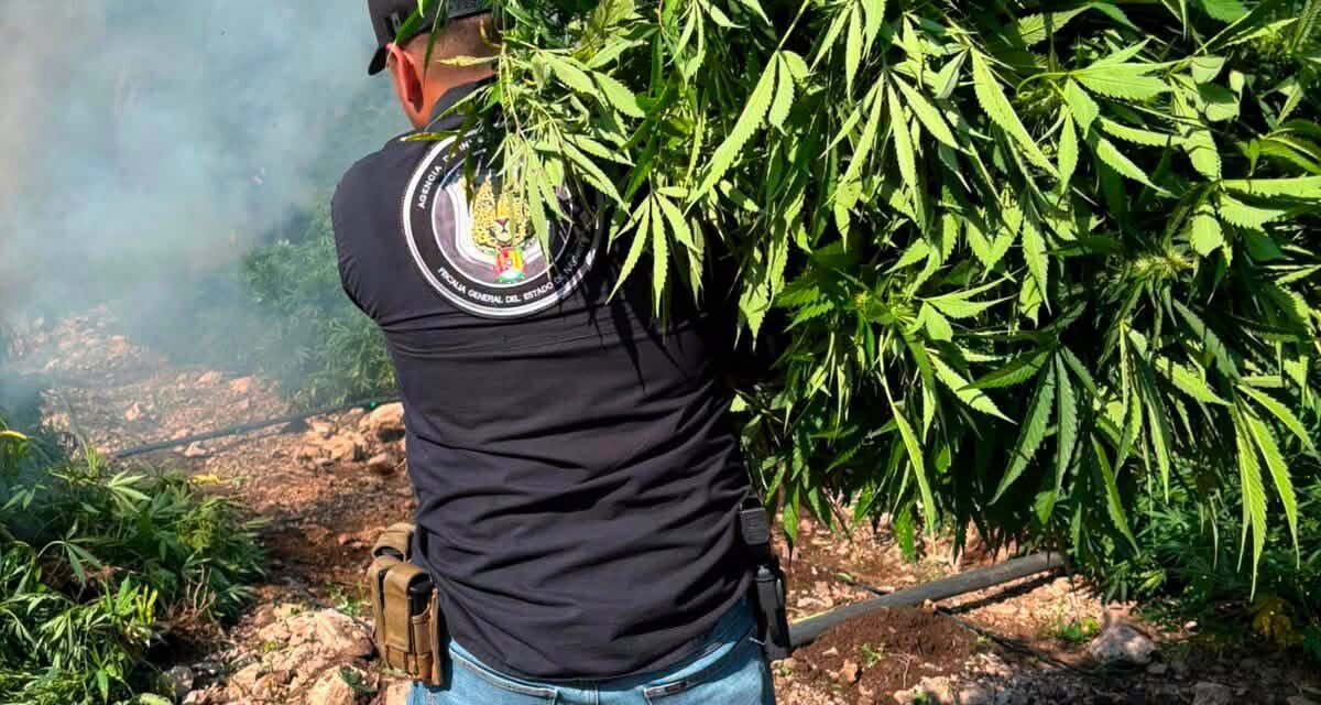 ¡DESTRUYEN CUATRO PLANTÍOS DE MARIHUANA EN LA YESCA!
