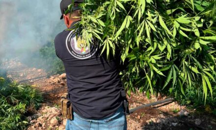 ¡DESTRUYEN CUATRO PLANTÍOS DE MARIHUANA EN LA YESCA!
