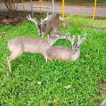 ¡NUEVE NUEVAS VIDAS LLEGAN AL PARQUE ECOLÓGICO TACHI’Í DE TEPIC!