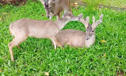 ¡NUEVE NUEVAS VIDAS LLEGAN AL PARQUE ECOLÓGICO TACHI’Í DE TEPIC!