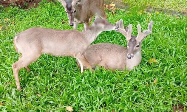 ¡NUEVE NUEVAS VIDAS LLEGAN AL PARQUE ECOLÓGICO TACHI’Í DE TEPIC!