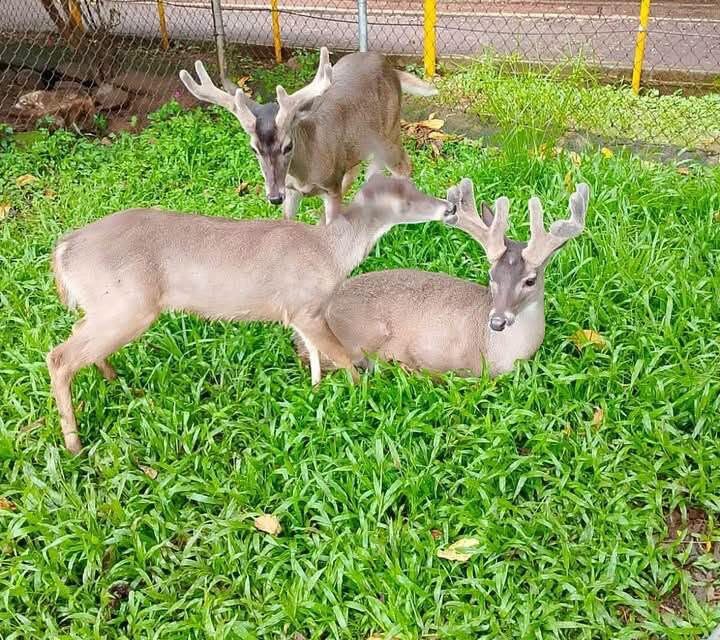 ¡NUEVE NUEVAS VIDAS LLEGAN AL PARQUE ECOLÓGICO TACHI’Í DE TEPIC!