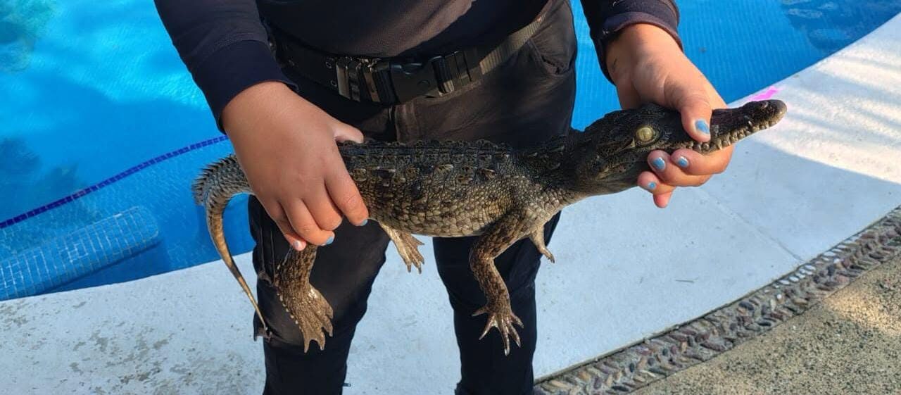 ¡PATRULLA VERDE REFUERZA LA PROTECCIÓN DE LA FLORA Y FAUNA EN PUERTO VALLARTA!