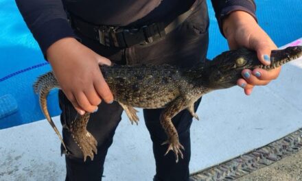 ¡PATRULLA VERDE REFUERZA LA PROTECCIÓN DE LA FLORA Y FAUNA EN PUERTO VALLARTA!