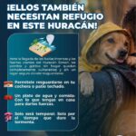 ¡ELLOS TAMBIÉN NECESITAN REFUGIO ANTE EL HURACÁN SIMON!