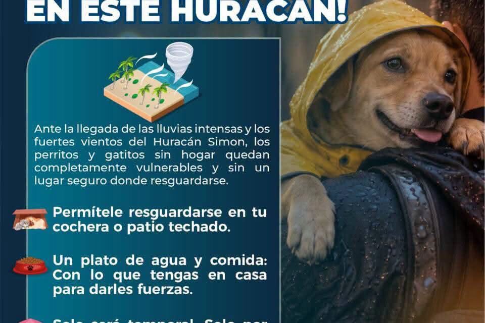 ¡ELLOS TAMBIÉN NECESITAN REFUGIO ANTE EL HURACÁN SIMON!